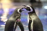 すみだ水族館3