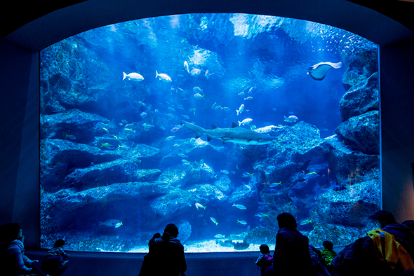 すみだ水族館内の小笠原大水槽