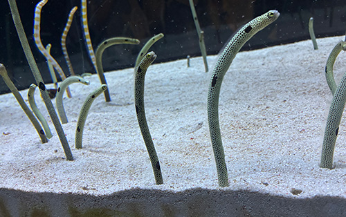体験プログラムとして、チンアナゴのゴハンタイムの様子を見学しました。