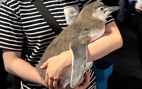 2026年に生まれたマゼランペンギンの赤ちゃんをお披露目いただきました。